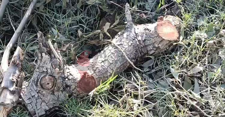 উজাড় বনের গাছ, হুমকিতে কুয়াকাটা উপকূল