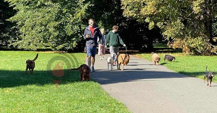 লন্ডনের হাইড পার্কে কুকুরের চোখে যেন নিখাদ সুখ