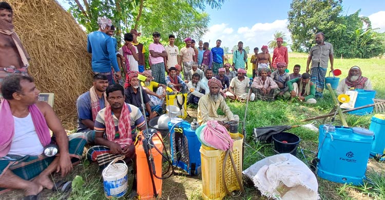 পেঁয়াজ চাষে হতাশা বাড়াচ্ছে সার ‘সিন্ডিকেট’