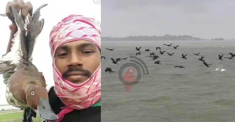 ১০ বছরে হাওরে পরিযায়ী পাখি কমেছে ৮৫ শতাংশ