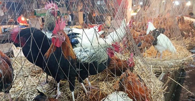 শীতের সবজির সরবরাহ বাড়লেও কমছে না দাম