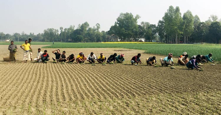 বেসরকারি বীজে নির্ভরশীল পাবনার কৃষি