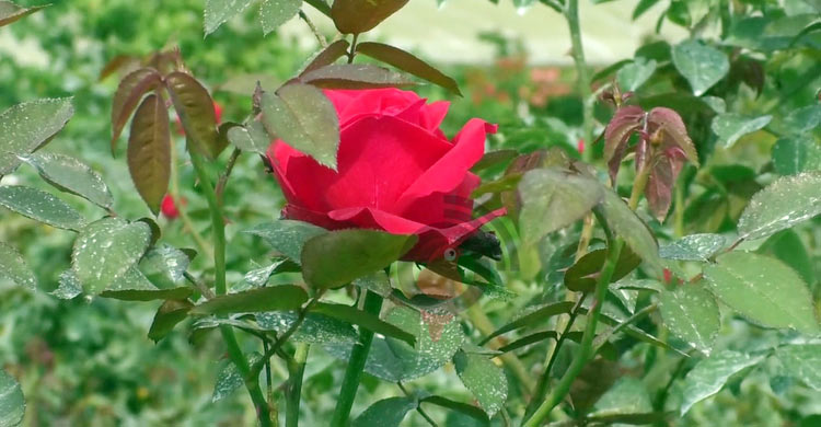 ৫ দিবস টার্গেট, শতকোটি টাকার ফুল বিক্রির আশা