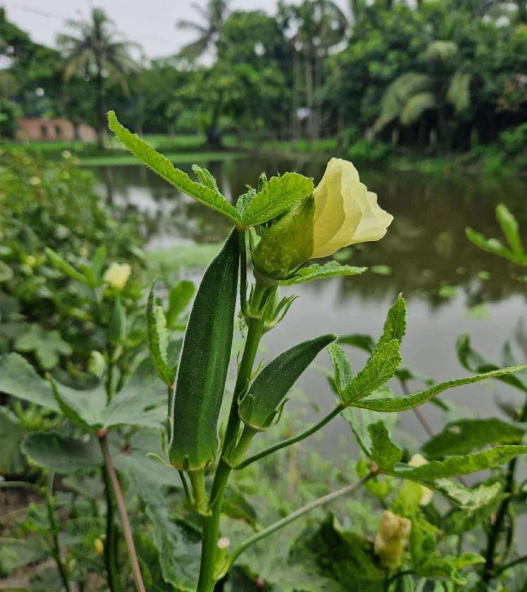 হেসে খেলে জীবনটা যদি চলে যায়