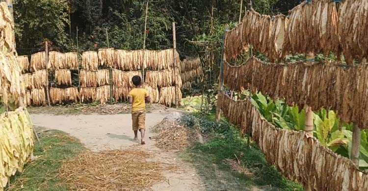 ক্ষতি জেনেও তামাক চাষে ঝুকছেন চাষিরা