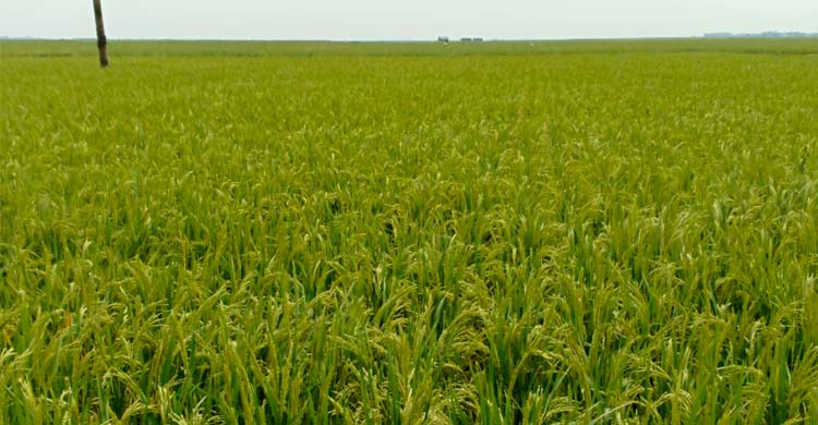 আগাম বন্যার ঝুঁকি, হাওরে বোরো নিয়ে শঙ্কা