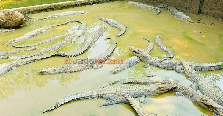 কক্সবাজারে কুমির ঘিরে সম্ভাবনা, রপ্তানির জন্য অপেক্ষা