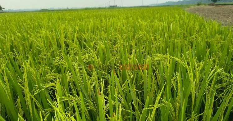 লোডশেডিং-ডিজেল সংকটে কপাল পুড়ছে কৃষকের