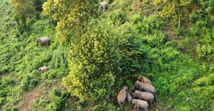 বিলুপ্তির শঙ্কা পেরিয়ে গারো পাহাড়ে বাড়ছে বন্যহাতি