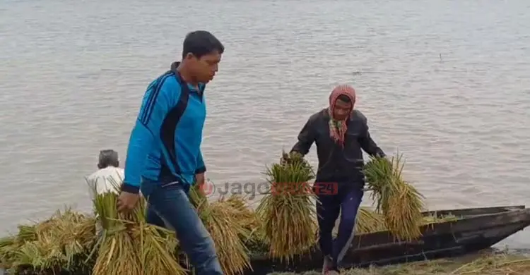 ধান হারিয়ে হাওরজুড়ে কৃষকের বোবাকান্না