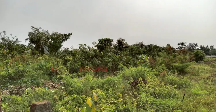 আধুনিক যন্ত্রে বদলেছে ভাগ্য, এক ফসলি জমি এখন সারা বছরের শস্যভাণ্ডার