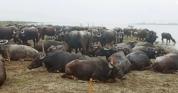 বর্ষা এলেই বুক ধড়ফড় করে চরাঞ্চলের খামারিদের