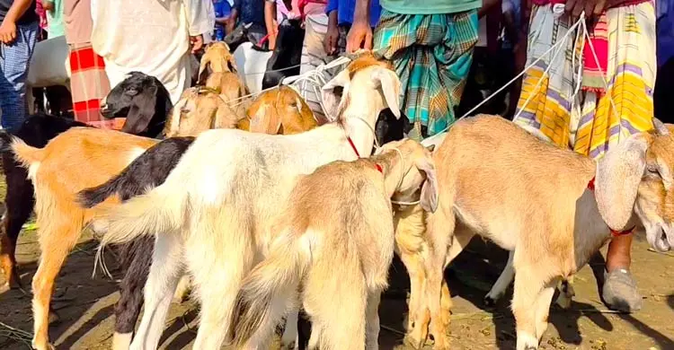 চুয়াডাঙ্গায় জমজমাট পশু বেচাকেনা, দাম বেশি বলছেন ক্রেতারা