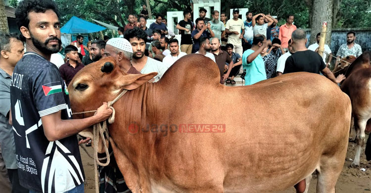 বগুড়ার হাটে হাটে ‘হাসিল সন্ত্রাস’