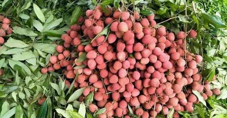 বোম্বাই লিচুতে বাজার মাত, রাজশাহীতে ৫৬ কোটি টাকার বাণিজ্যের আশা