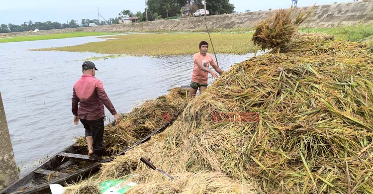 হাওরে কৃষকের যন্ত্রণা ‌‘অপরিকল্পিত বাঁধ’