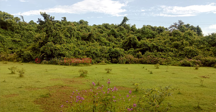 লুটপাটে বিপন্ন মৌলভীবাজারের প্রাণ-পরিবেশ