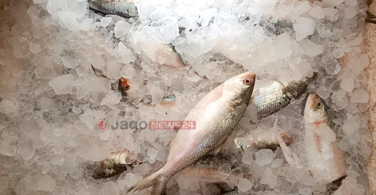 আড়তে ইলিশ কম ক্রেতা বেশি