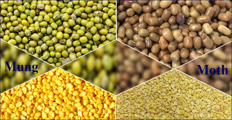 BFSA alarms consumers over tartrazine-dyed fake mung