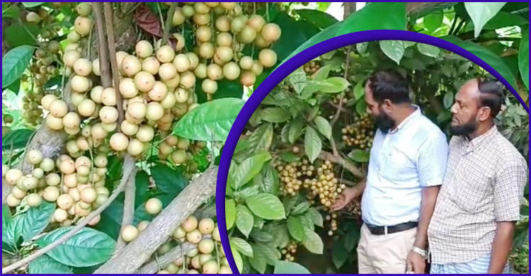 লটকনে স্বাবলম্বী কালীগঞ্জের কৃষকরা