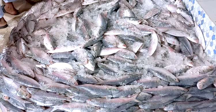 একদিনে মাছঘাটে এসেছে ৮০০ মণ ইলিশ