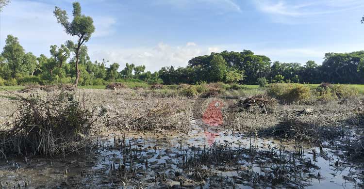 উজাড় বনের গাছ, হুমকিতে কুয়াকাটা উপকূল