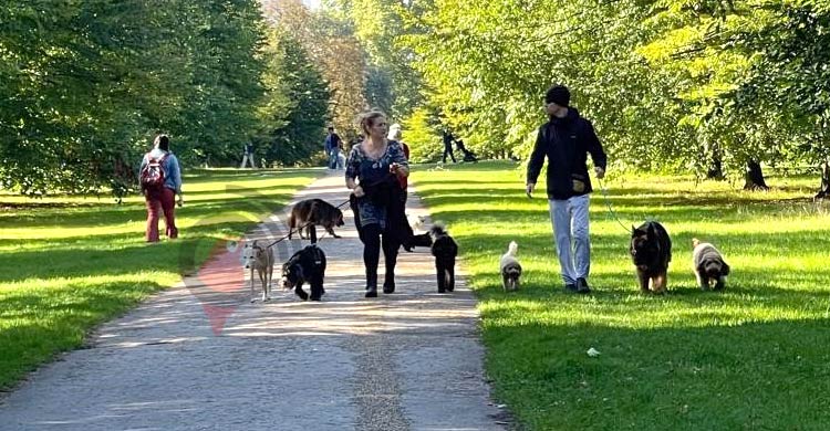 লন্ডনের হাইড পার্কে কুকুরের চোখে যেন নিখাদ সুখ