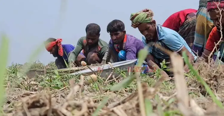 আলু চাষিদের ভাগ্য যেন উত্থান-পতনের গল্প