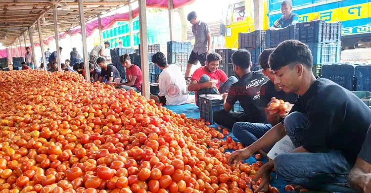গাবুরার টমেটোর বাজার ঘিরে দেড়শ কোটি টাকার বাণিজ্য