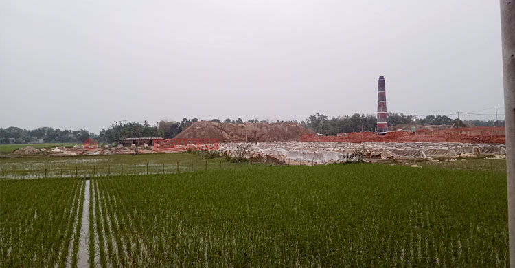 লুটপাটে বিপন্ন মৌলভীবাজারের প্রাণ-পরিবেশ