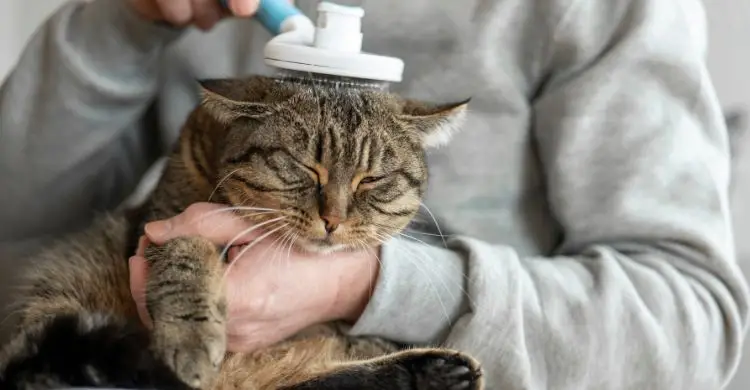 শীতে পোষা প্রাণীর যত্ন নেবেন যেভাবে