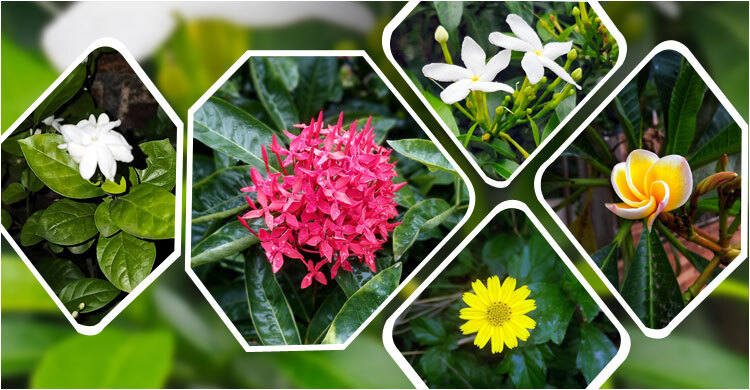 হাতের কাছেই পাবেন যেসব ফুল