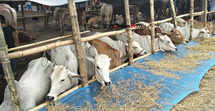 রাজধানীতে জমে উঠছে পশু বেচাকেনা, ছোট ও মাঝারি গরুর চাহিদা বেশি