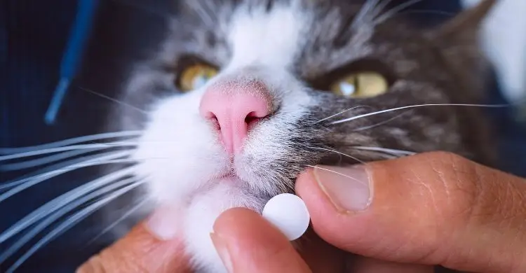 শীতে পোষা প্রাণীর যত্ন নেবেন যেভাবে