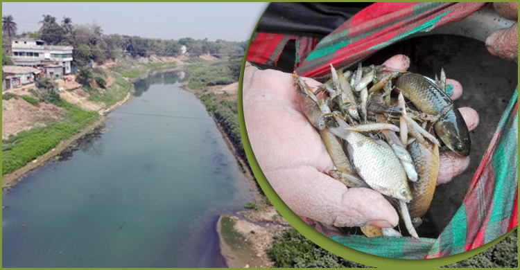 অক্সিজেন সংকটে মরে ভেসে উঠছে মাথাভাঙ্গা নদীর মাছ