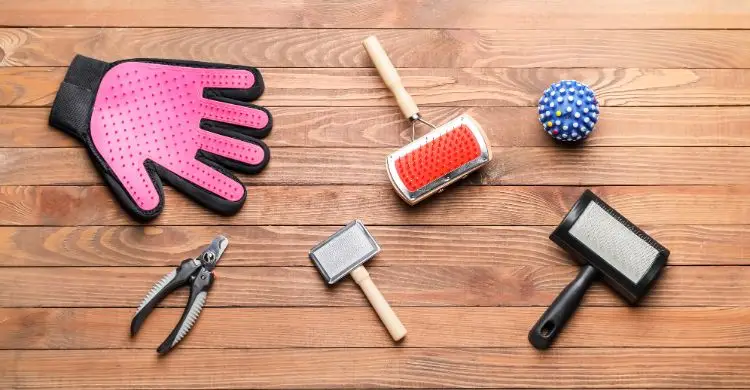 শীতে পোষা প্রাণীর যত্ন নেবেন যেভাবে