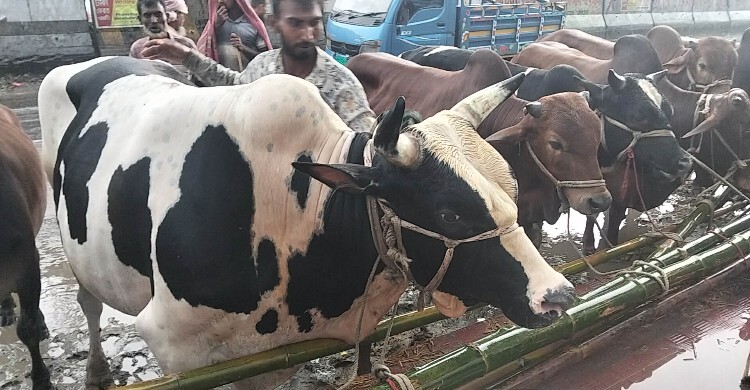 কাদাপানিতে মাখামাখি হাট, দরদামে মিলছে না ক্রেতা-বিক্রেতার
