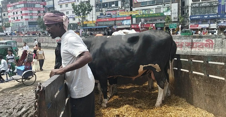 হাট থেকে গরু চুরি, আর কোনো দিন ঢাকায় আসবেন না ব্যাপারি সেলিম