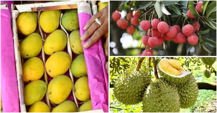 চীনে ফল রপ্তানিতে থাইল্যান্ড-ভিয়েতনামের রাজত্ব, বাংলাদেশের বড় সুযোগ