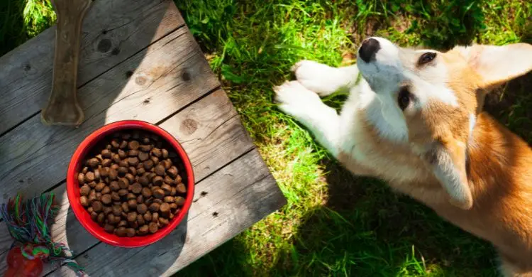 শীতে পোষা প্রাণীর যত্ন নেবেন যেভাবে