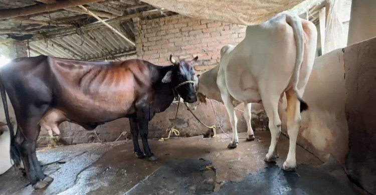 পশ্চিমবঙ্গে গরু কেনাবেচায় বিধিনিষেধ, বিপাকে হিন্দু খামারিরা