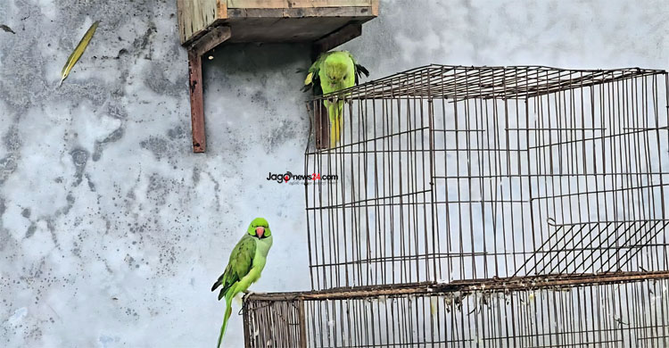 অযত্নে ভুগছে গাজীপুর সাফারি পার্ক, ধুঁকছে প্রাণী