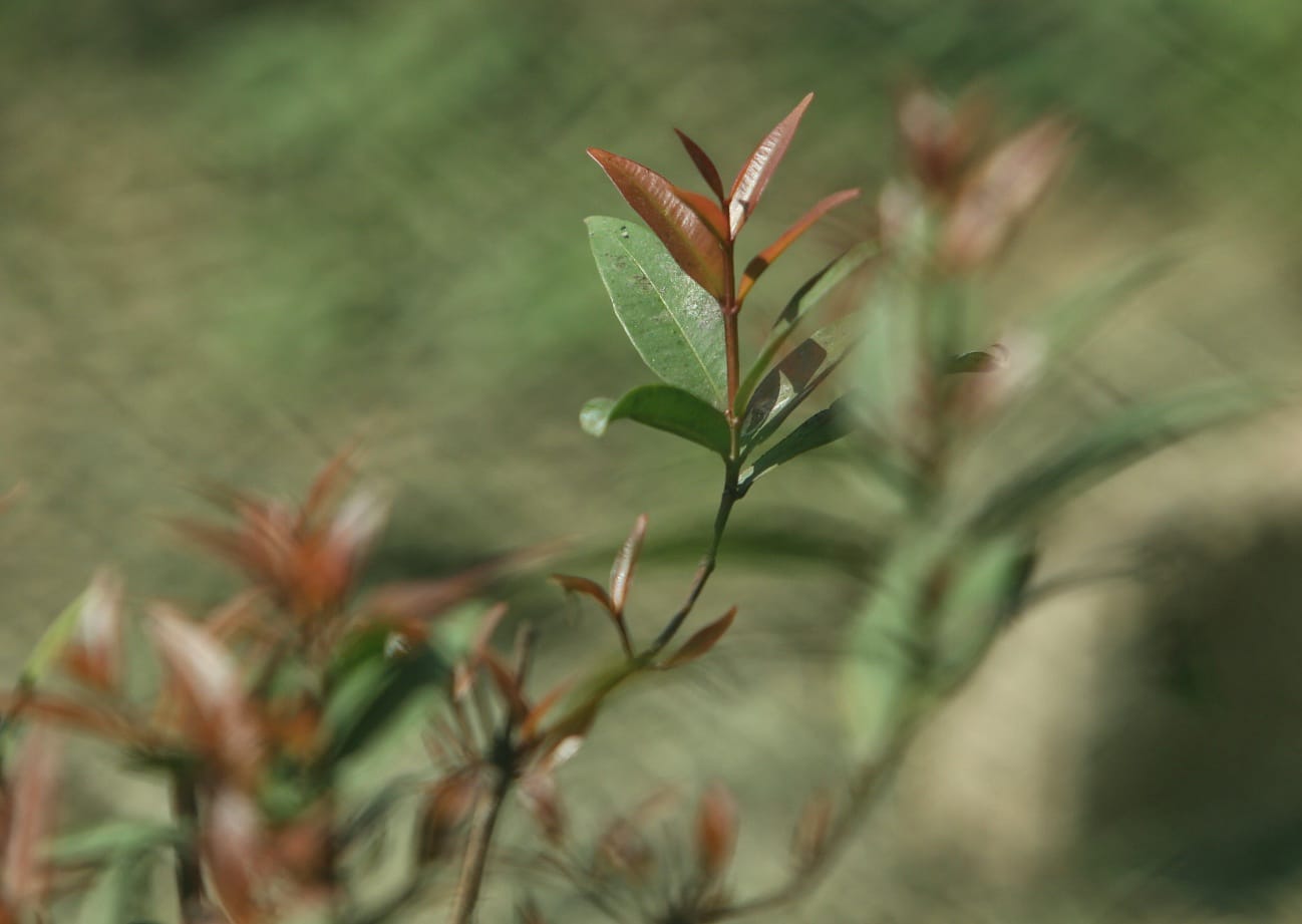 ঝরা পাতার ভেতর নতুন বসন্তের গল্প