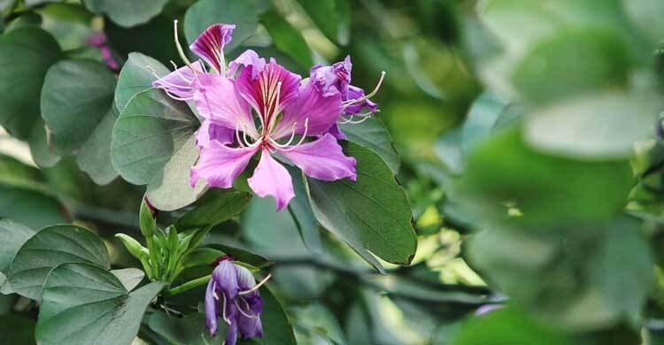 ঝরা পাতার ভেতর নতুন বসন্তের গল্প