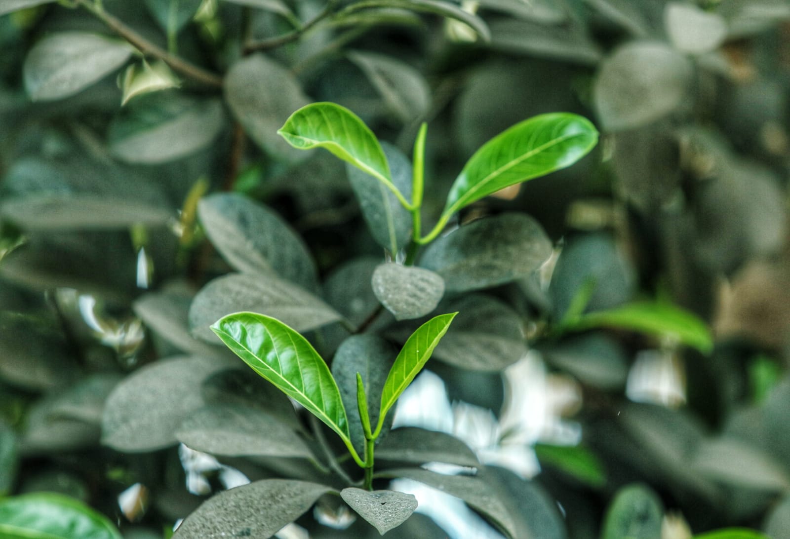 ঝরা পাতার ভেতর নতুন বসন্তের গল্প