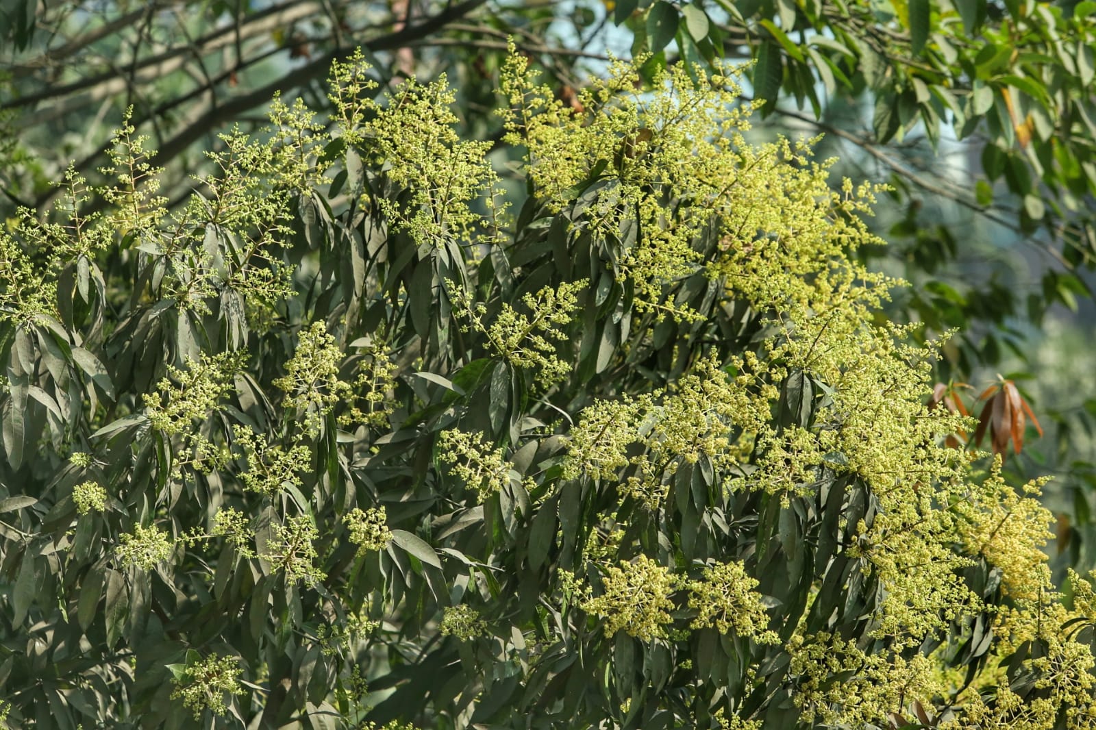 ঝরা পাতার ভেতর নতুন বসন্তের গল্প