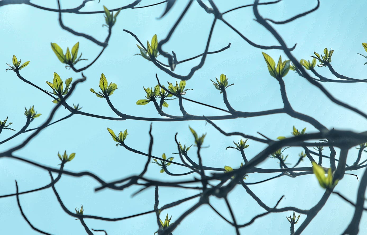 ঝরা পাতার ভেতর নতুন বসন্তের গল্প