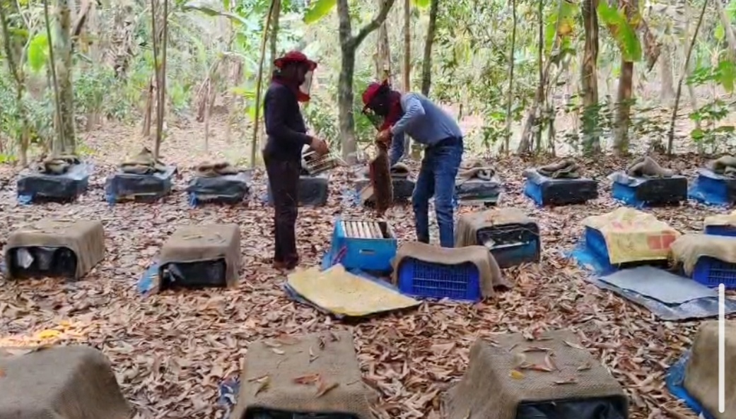 মৌচাষে ভাগ্য বদলের স্বপ্ন দেখছেন মাগুরার যুবক