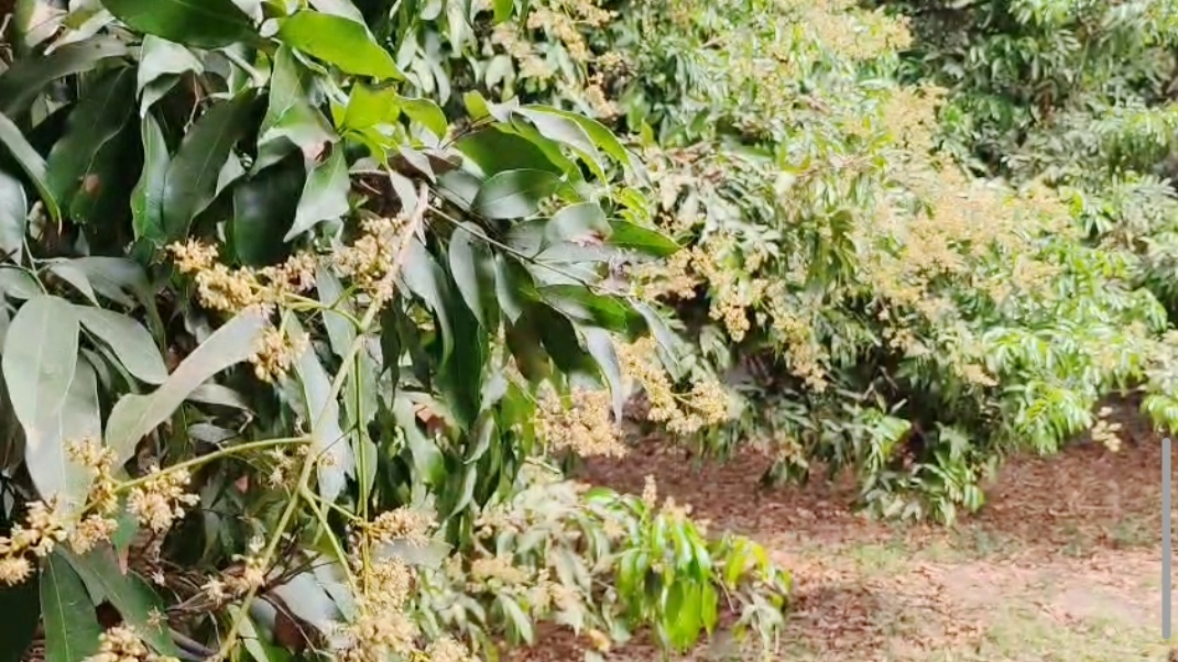 মৌচাষে ভাগ্য বদলের স্বপ্ন দেখছেন মাগুরার যুবক