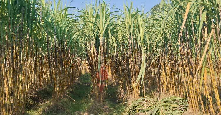 আখ চাষে ঝুঁকছেন বাগেরহাটের কৃষকেরা